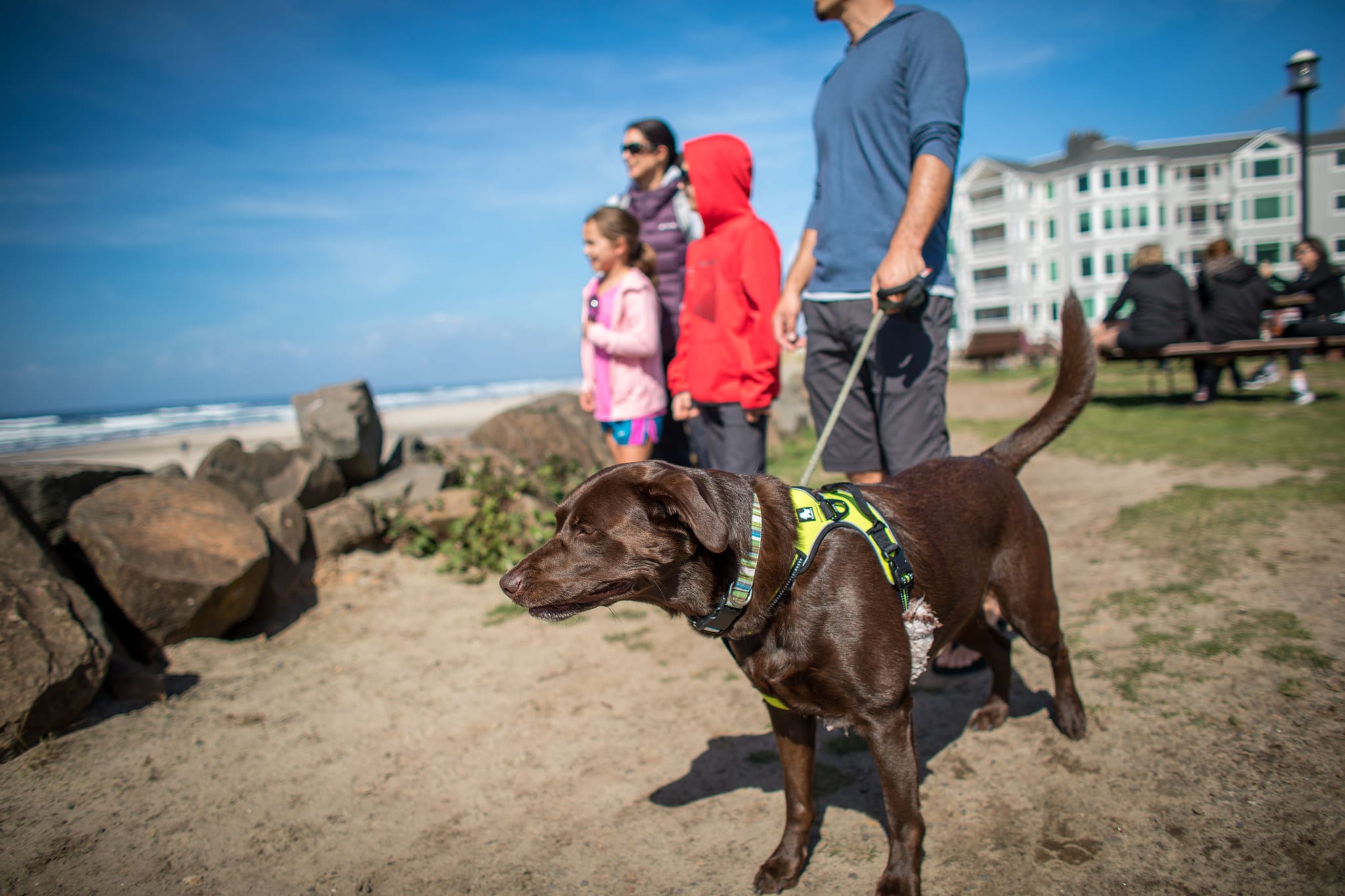 does rockaway beach allow dogs